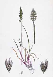 Köleria cristata; Crested Hair-grass