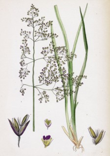 Aira eu-caespitosa; Tufted Hair-grass