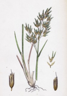Aira alpina; Alpine Hair-grass