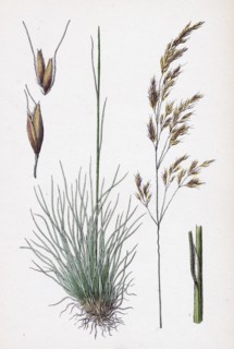 Aira uliginosa; Bog Hair-grass