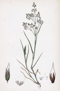 Aira caryophyllea; Silvery Hair-grass