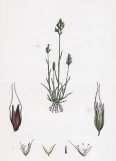 Aira praecox; Early Hair-grass