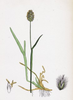 Alopecurus alpinus; Alpine Fox-tail-grass