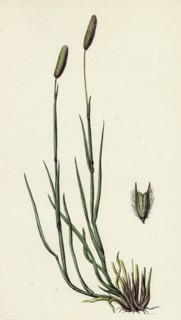 Phleum pratense, var. nodosum; Common Timothy-grass, var. B.