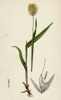 Lagurus ovatus; Ovate Hare's-tail-grass