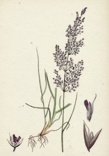Agrostis canina; Brown Bent-grass