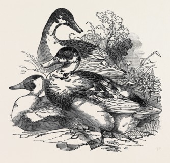 DUCKS, FIRST PRIZE: CROSS AYLESBURY AND ROUEN: MR. BAKER