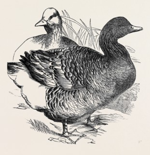 COMMON GOOSE, FIRST PRIZE: MR. NOLAN