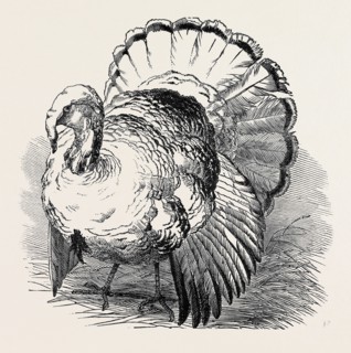 SPANGLED TURKEY, FIRST PRIZE: MR. BARTLETT