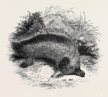 AUSTRALIAN ANTEATER, AT THE GARDENS OF THE ZOOLOGICAL SOCIETY