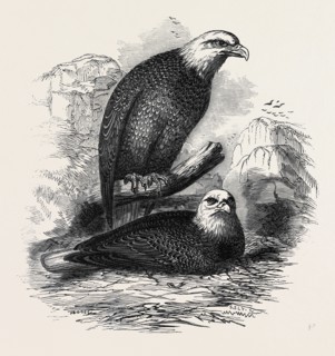 WHITE-HEADED EAGLES, AT THE ZOOLOGICAL GARDENS, REGENT'S-PARK