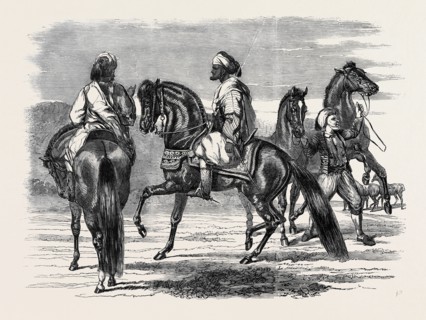BARBS PRESENTED TO QUEEN VICTORIA BY THE EMPEROR OF MOROCCO.