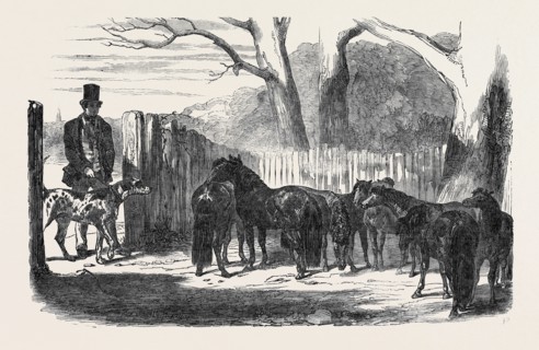 SHETLAND PONIES PURCHASED FOR THE PACHA OF EGYPT