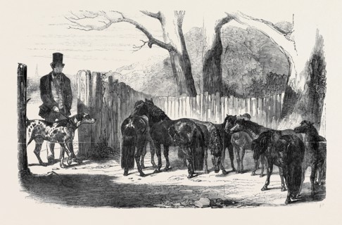 SHETLAND PONIES PURCHASED FOR THE PACHA OF EGYPT