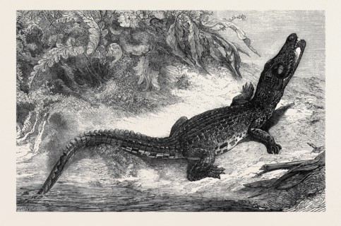 ALLIGATOR FROM SUMATRA, FOR THE BRIGHTON AQUARIUM, 1873