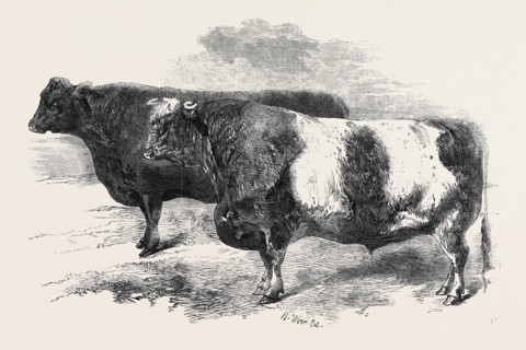 MEETING OF THE ROYAL AGRICULTURAL SOCIETY AT SALISBURY: NO. 251, THE PRIZE OF Ã‚Â£10, MR. T.R.B.