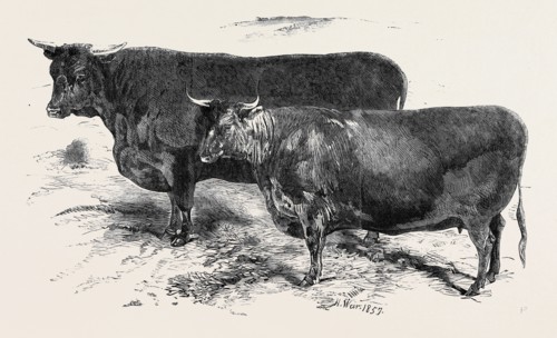 MEETING OF THE ROYAL AGRICULTURAL SOCIETY AT SALISBURY: DEVONS, NO. 176, FIRST PRIZE BULL, Ã‚Â£30,