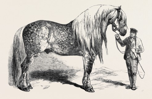 MEETING OF THE ROYAL AGRICULTURAL SOCIETY AT SALISBURY: NO. 281. HORSE FOR AGRICULTURAL PURPOSES,
