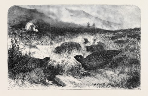 GROUSE SHOOTING