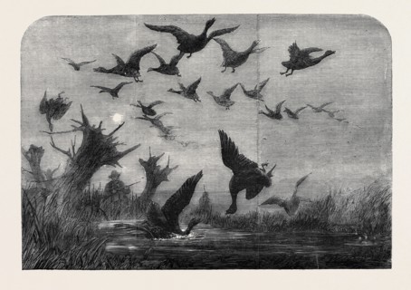 WILD DUCK SHOOTING, DRAWN BY WOLF