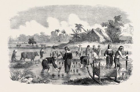 PLANTING RICE IN MANILLA.