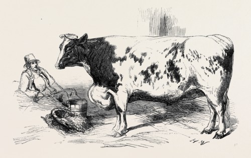 THE FIRST PRIZE SHORT HORN, CLASS 10, NO. 89, Ã‚Â£25; AND GOLD AND SILVER MEDALS, AS THE BEST STEER