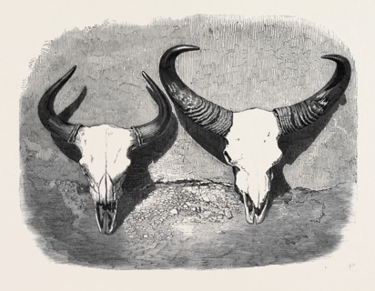 HEADS OF ADULT MALE AND FEMALE GAOUR
