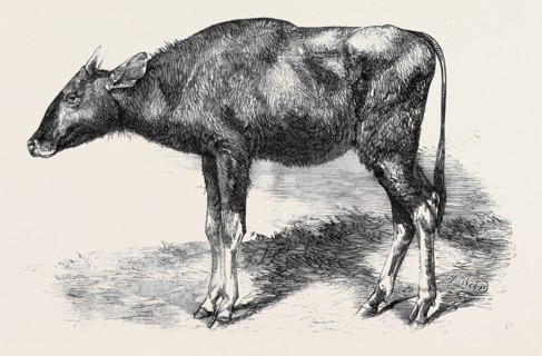 THE GAOUR CALF, FROM A PHOTOGRAPH