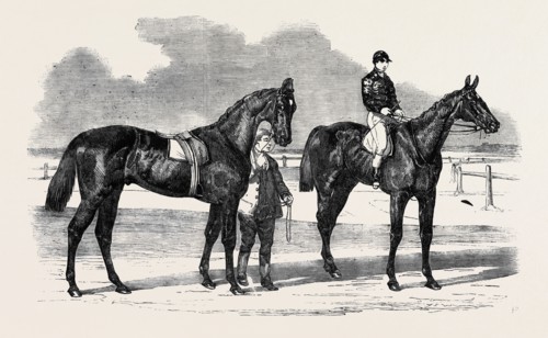 THE WINNERS OF THE DERBY AND THE OAKS, DRAWN BY BENJAMIN HERRING, MUSJID, THE WINNER OF THE DERBY;