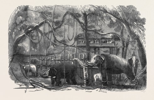 ELEPHANT KRAAL, ISLAND OF CEYLON