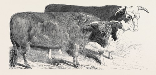 DEVON, CLASS 1, FIRST PRIZE, Ã‚Â£40; HEREFORD, CLASS 1, FIRST PRIZE, Ã‚Â£40; PRIZE CATTLE SHOW AT