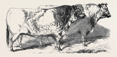 SHORT HORNS, CLASS 1, FIRST PRIZE, Ã‚Â£40; SHORT HORNS, CLASS 1, SECOND PRIZE, Ã‚Â£20; PRIZE CATTLE