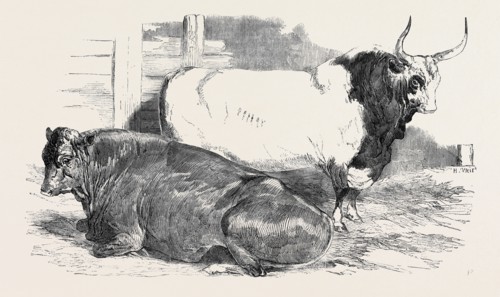SCOTCH POLLED, CLASS 1, FIRST PRIZE, Ã‚Â£10; PURE ITALIAN BULL; PRIZE CATTLE SHOW AT THE ROYAL