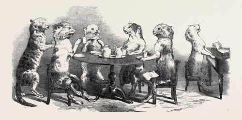 STUFFED CATS, FROM WIRTEMBURG, FROM A DAGUERREOTYPE BY CLAUDET