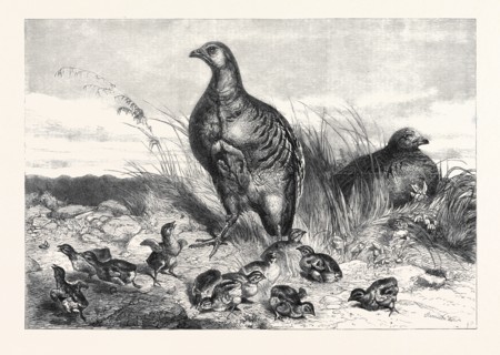 A BROOD OF PARTRIDGES