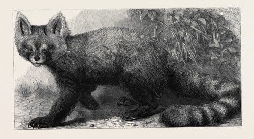 THE AILURUS FULGENS AT THE ZOOLOGICAL SOCIETY'S GARDENS, REGENT'S PARK, LONDON, UK, 1869