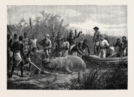 HIPPOPOTAMUS HUNTING IN ANGOLA, WEST AFRICA, 1880
