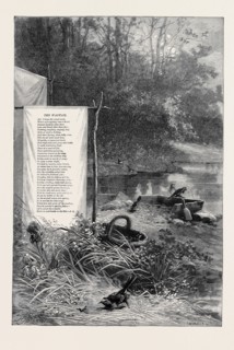 WAGTAILS, A LOQUACIOUS BAND, HOLD HIGH JINKS MID GRASS AND SAND, 1880