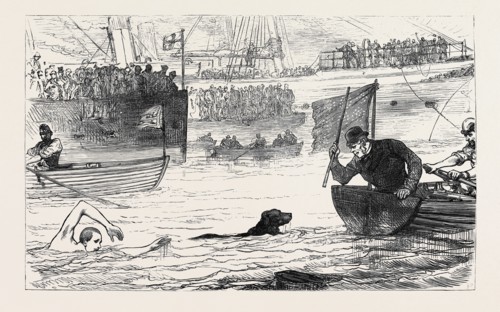 SWIMMING MATCH BETWEEN A DOG AND A MAN, 1880