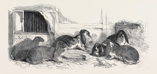 SHOW OF THE METROPOLITAN FANCY RABBIT CLUB