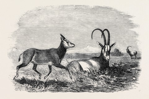 LEUCORYX AND YOUNG, IN THE GARDENS OF THE ZOOLOGICAL SOCIETY, REGENT'S PARK, LONDON