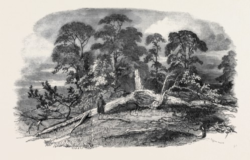OAK STRUCK BY LIGHTNING IN WESTWOOD PARK, DROITWICH, 1852