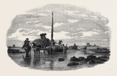 THE VRAIC OR SEAWEED HARVEST GUERNSEY: CARTING THE VRAIC