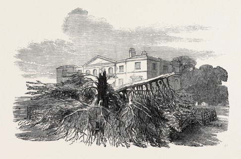 CEDAR STRUCK BY LIGHTNING, AT HENLEY-UPON-THAMES, 1852