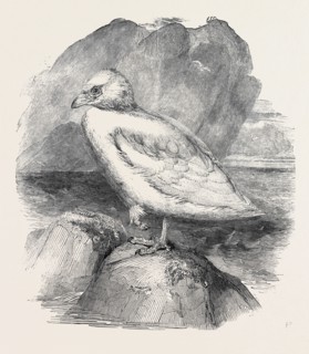 THE SNOWBIRD, IN THE GARDENS OF THE ZOOLOGICAL SOCIETY