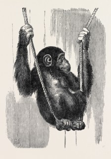 CHIMPANZEE, IN THE GARDENS OF THE ZOOLOGICAL SOCIETY