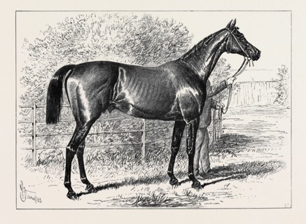 ISONOMY, WINNER OF THE ASCOT CUP, 1879