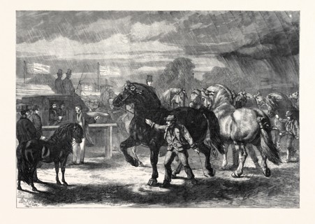 SUFFOLK CART HORSES AT THE EXHIBITION OF THE ROYAL AGRICULTURAL SOCIETY AT BURY ST. EDMUNDS, 1867