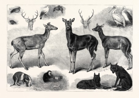NEW ANIMALS AND BIRDS IN THE ZOOLOGICAL SOCIETY'S GARDENS, REGENT'S PARK, LONDON, UK, 1867