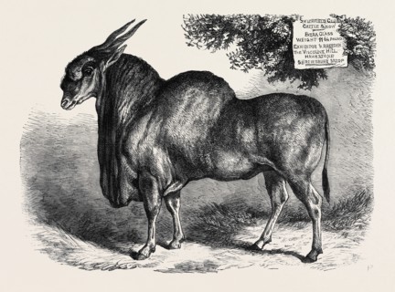 THE ELAND AT THE SMITHFIELD CLUB CATTLE SHOW, 1867
